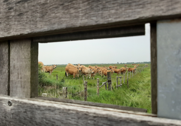 Bovins qui pâturent sur la réserve naturelle